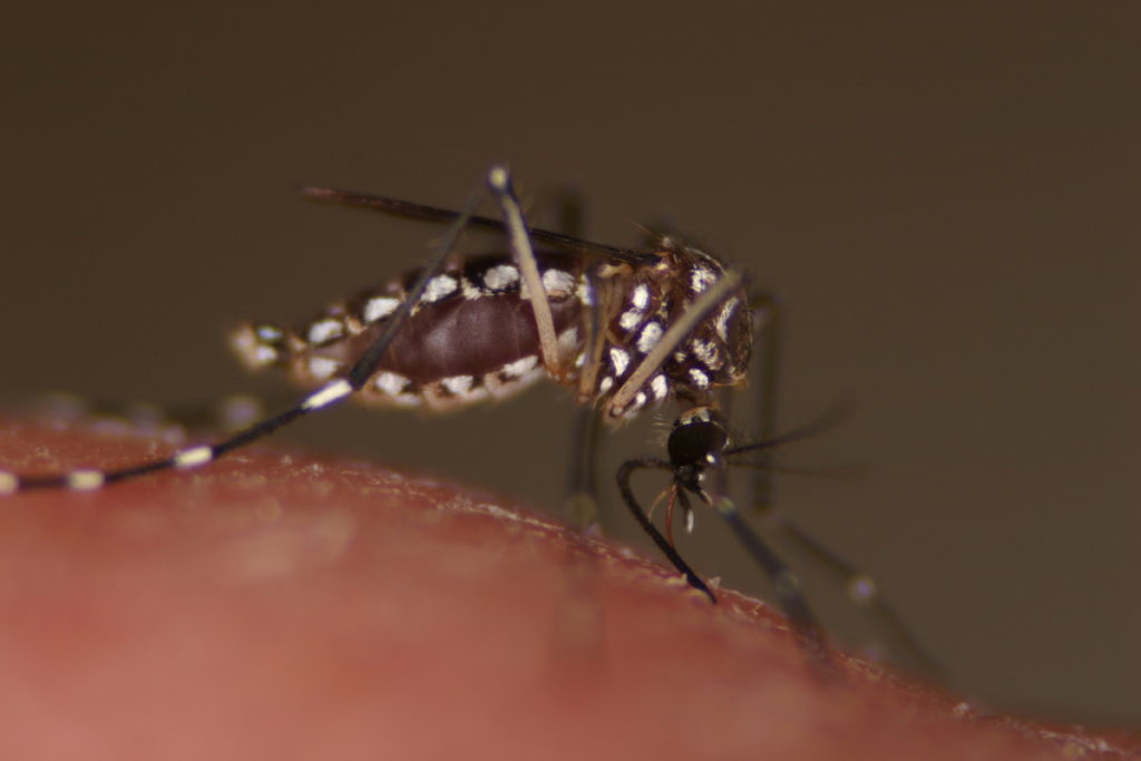 Photo of Aedes aegypti
