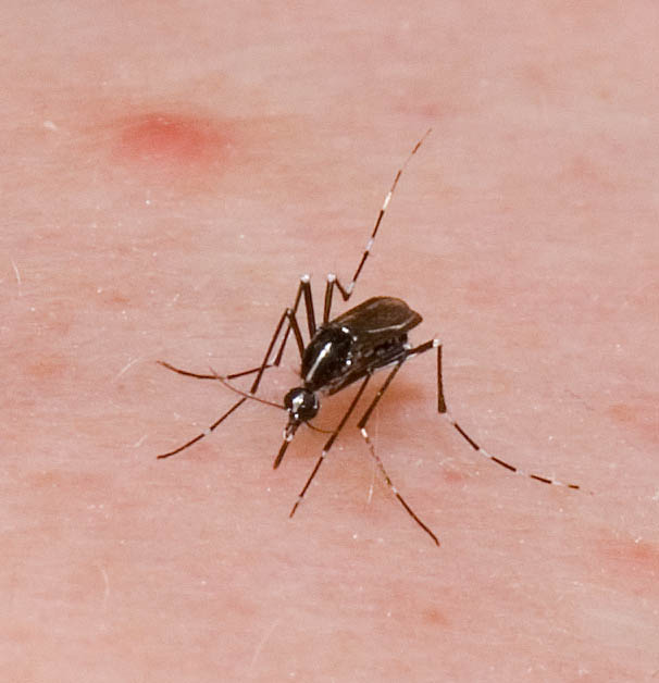 Aedese albopictus, also a vector of chikungunya, dengue, and zika virus, but currently not being proposed for control using the sterile insect release via genetic modification technique. Photo courtesy of Dr. Forrest Mitchell, Texas A&M