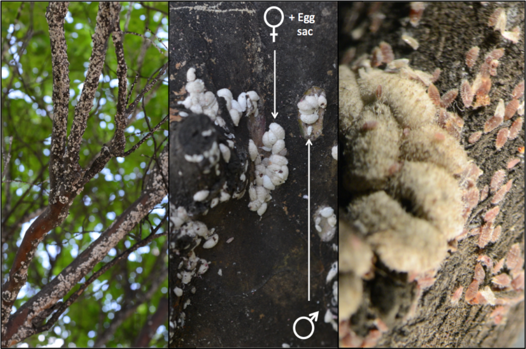 Different stages of crapemyrtle bark scale
