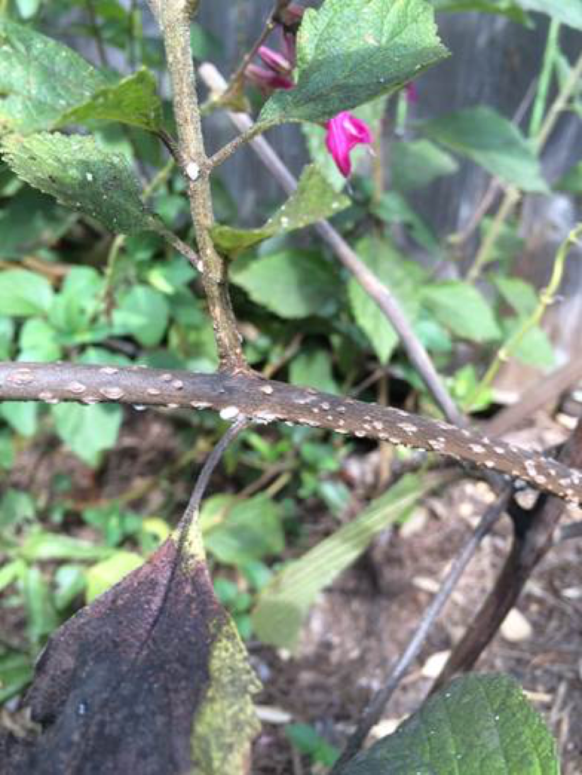 Crapemyrtle Bark Scale Update – Six-Legged Aggie