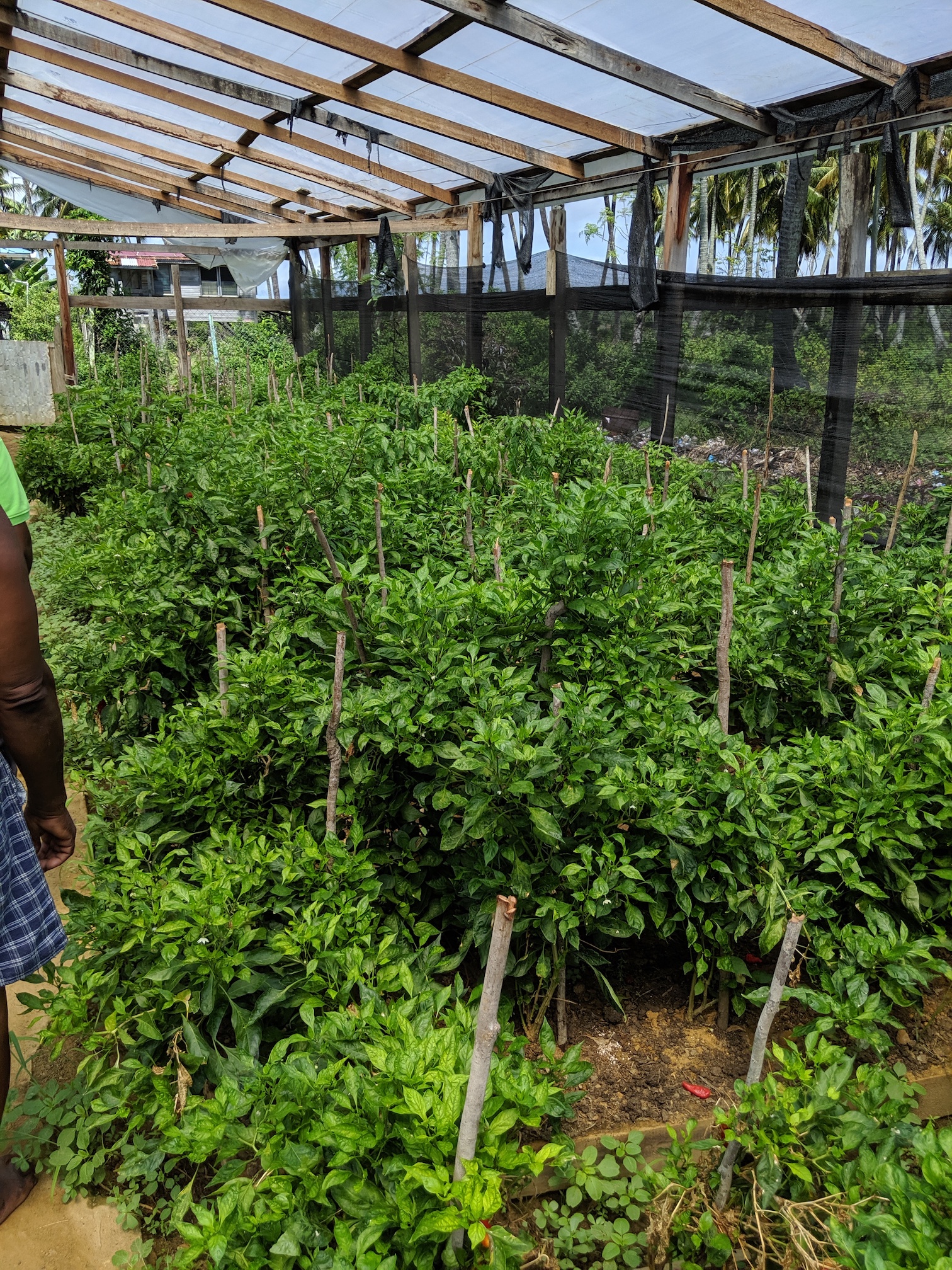 Guyana Farm Visits Day 1 SixLegged Aggie