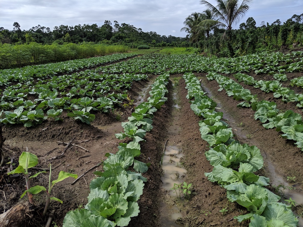 Guyana Farm Visits Day 3 Holy Fruits Batman! SixLegged Aggie