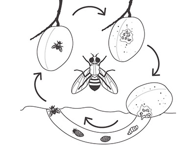Life Cycle Fruit Fly 